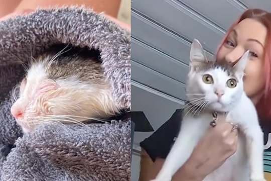 This Kitten Was Crying In A Trash Can When The Perfect Stranger Walked By
