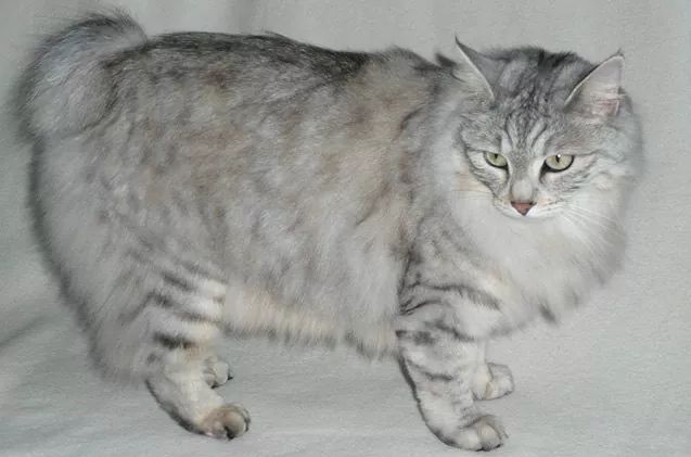 Karelian Bobtail