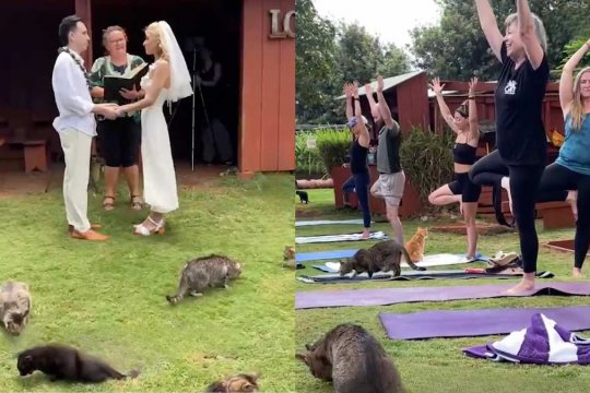 You Can Get Married, Stargaze, And Do Yoga at This Cat Sanctuary ‘Purradise’