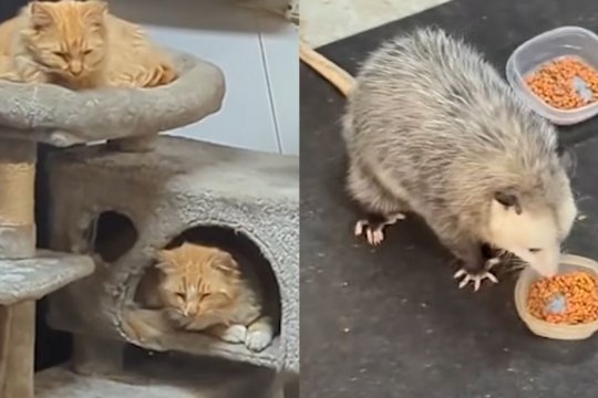 He Turned His Garage Into a ‘Stray Cat Hotel’ But Other Creatures Noticed Too