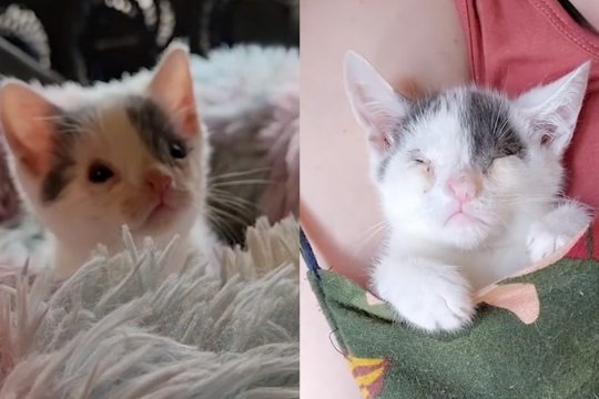 Things Are Looking Up for Toto, The Adorable Kitten Born Without Eyelids