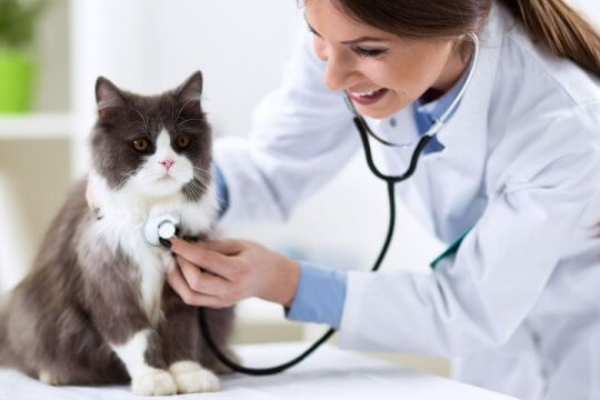 Types of Pet Insurance for Cats: Which Is Best for Your Cat?