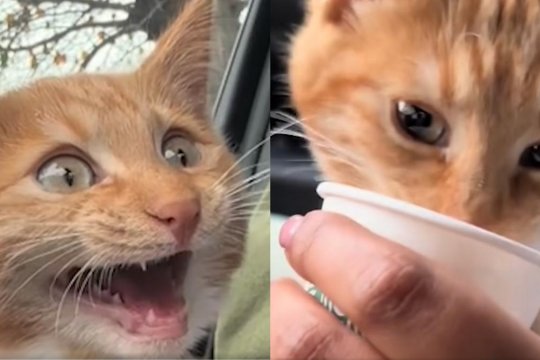 Everybody’s Obsessed With This Cat Who Goes ‘Crazy’ For Pup Cups