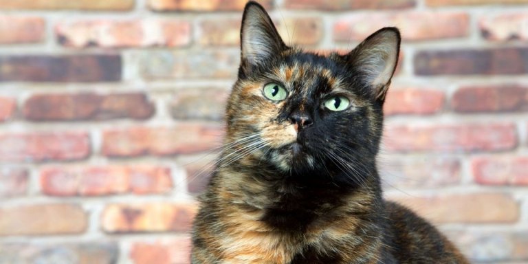 All About Torbie Cats