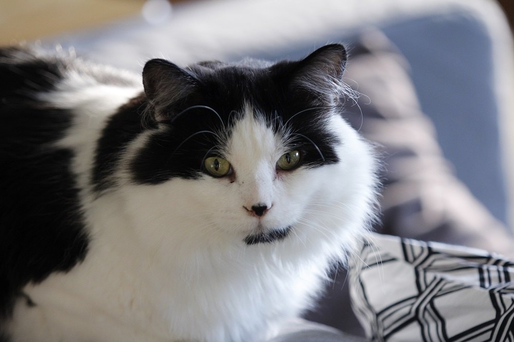 A black and white Ragamuffin cat lying on the sofa at home.