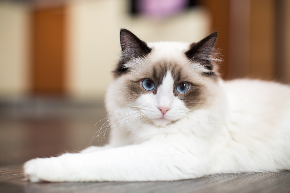 Beautiful young white purebred Ragdoll cat with blue eyes