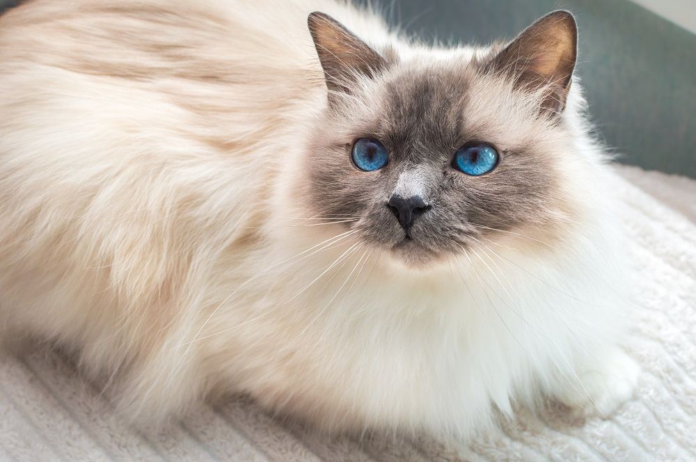 Sacred Cat of Burma. Birman cat with blue eyes.