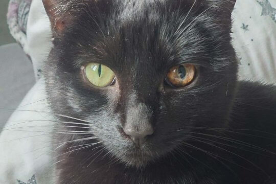 Melanoma in Cats: Causes, Symptoms, & Treatment