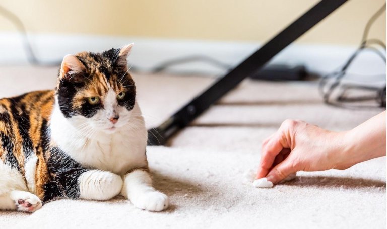 Regurgitation in Cats and How It Differs From Vomiting