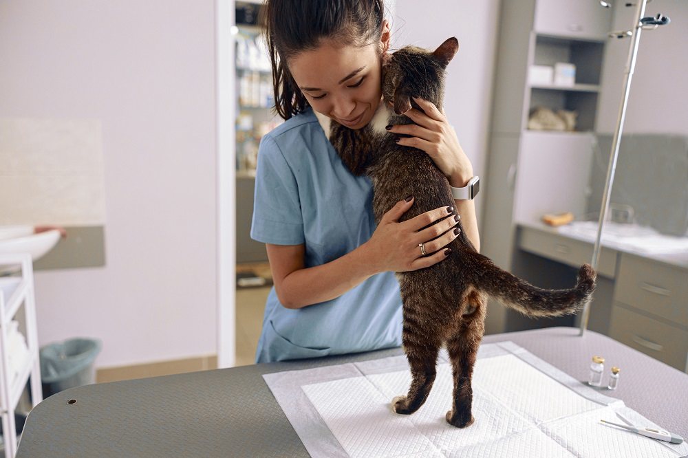 Cat embracing vet with paws on her shoulders on examination table